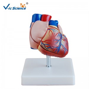 Umělohmotný model Nový model v anatomii modelu srdce v životní velikosti pro střední výuku